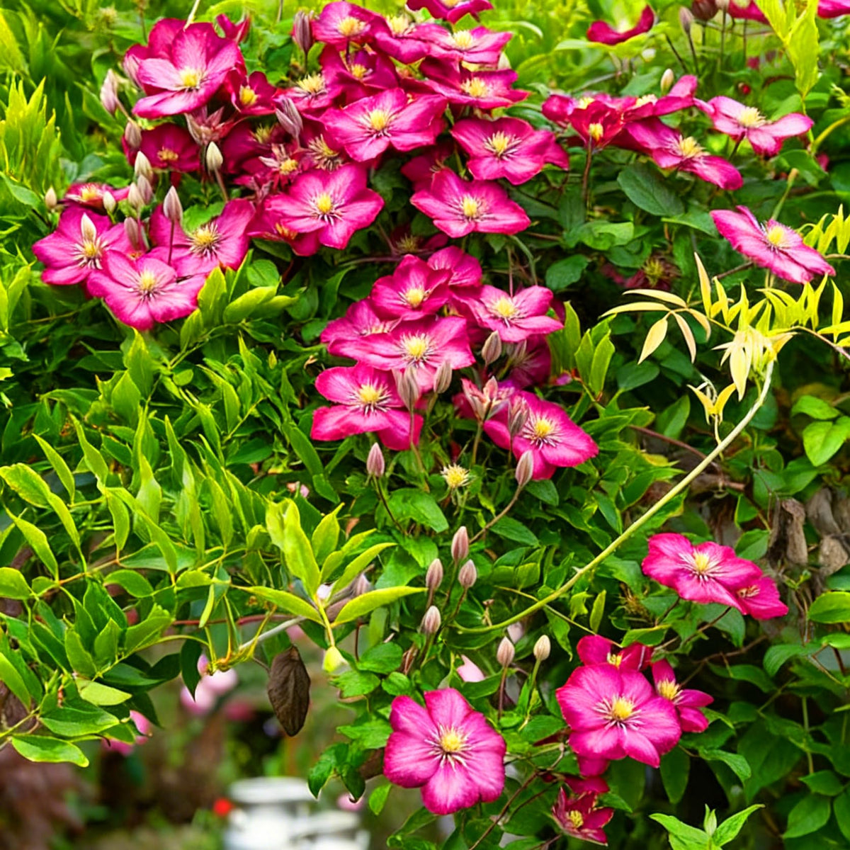 Mixrug garden idea for walls and pergolas demonstrates versatile use.