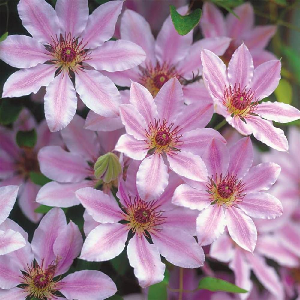 Mixrug clematis planted in sunny site with rich soil for climber growth