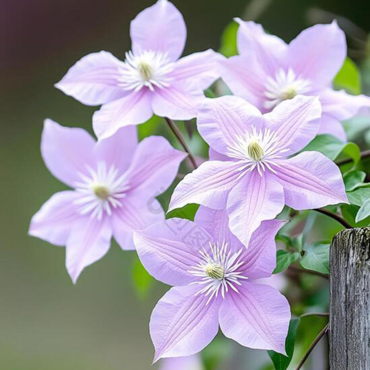 Mixrug clematis seed bag collection offers diverse bloom options for seasonal color.