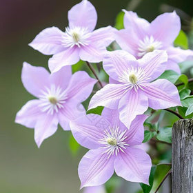 Mixrug clematis seed bag collection offers diverse bloom options for seasonal color.
