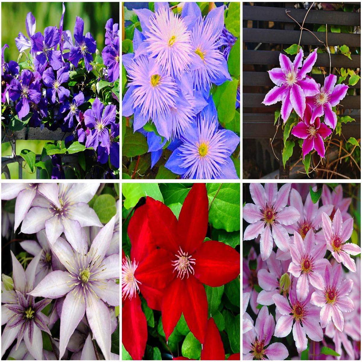 Mixrug clematis vine seeds pack front view for easy planting and color