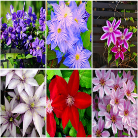 Mixrug clematis vine seeds pack front view for easy planting and color