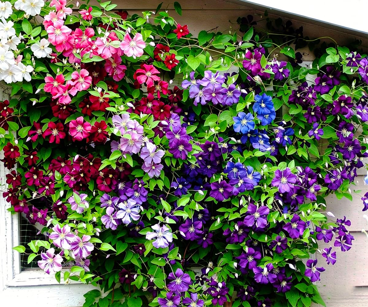 Mixrug clematis vine on trellis ideal for vertical garden displays