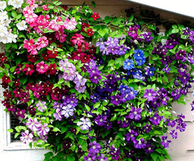 Mixrug clematis vine on trellis ideal for vertical garden displays