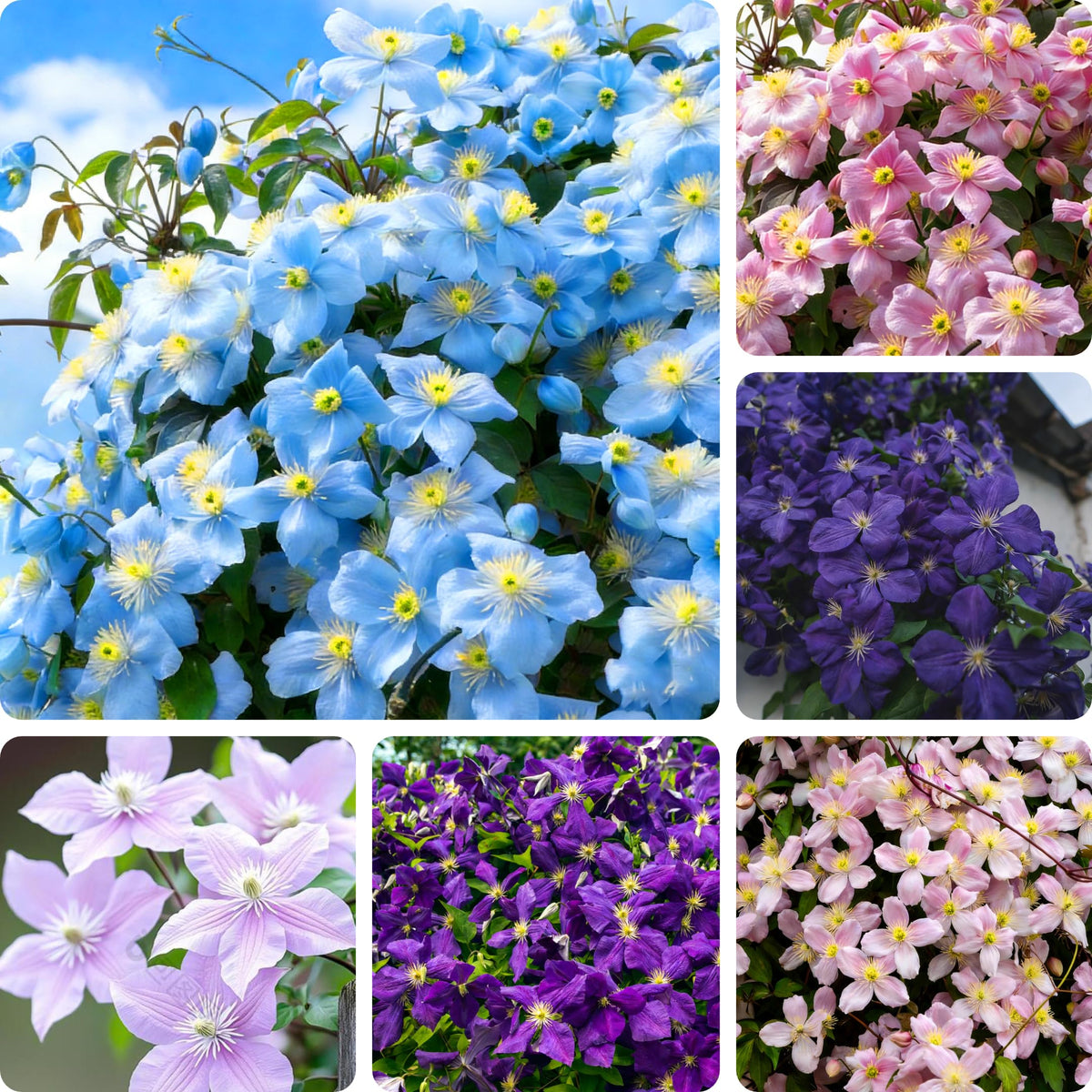 Mixrug climbing clematis seeds pack ready for planting and garden transformation.