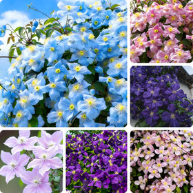 Mixrug climbing clematis seeds pack ready for planting and garden transformation.