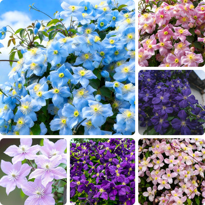 Mixrug climbing clematis seeds pack ready for planting and garden transformation.