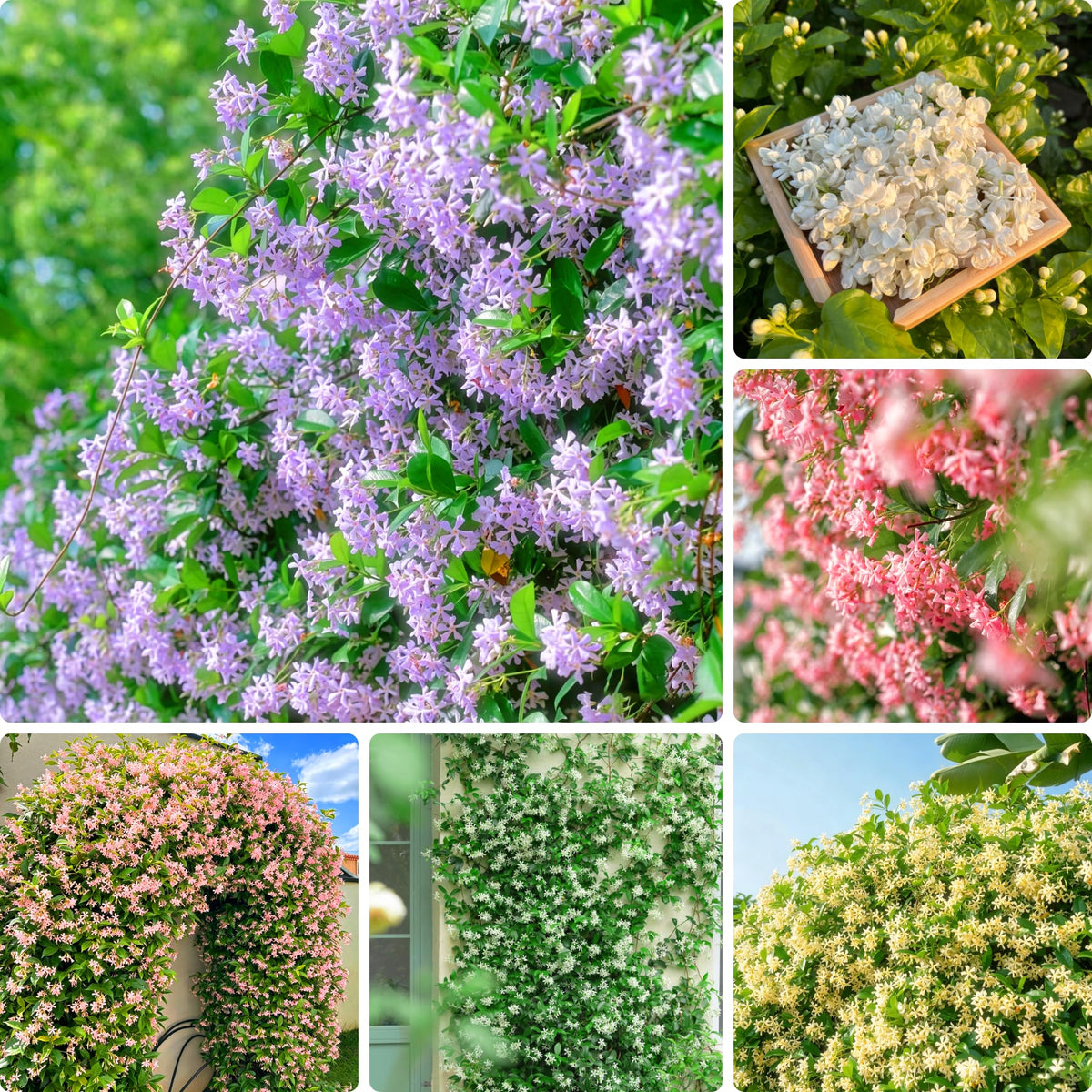 Mixrug climbing jasmine seeds pack ready for easy planting and fragrance.