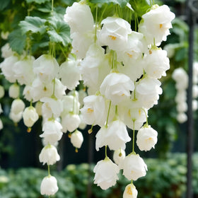Mixrug climbing jasmine trained on trellis for vertical growth