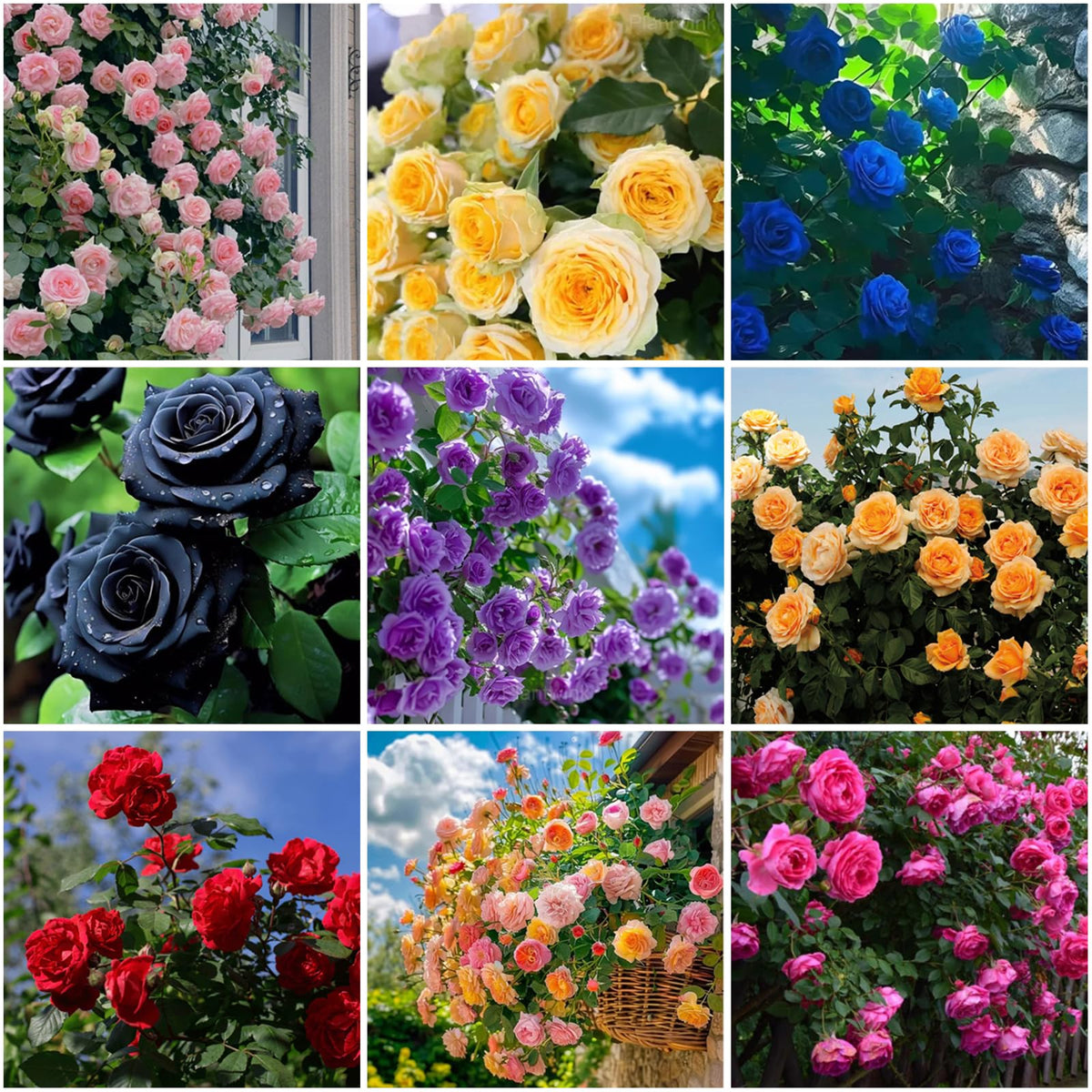 Mixrug climbing rose seeds ready for outdoor planting to brighten your garden.
