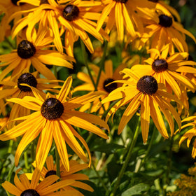 Mixrug seeds ideal for containers and small garden spaces.
