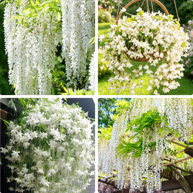 Mixrug climbing-weeping-jasmine-seeds ready to grow into fragrant garden climbers.