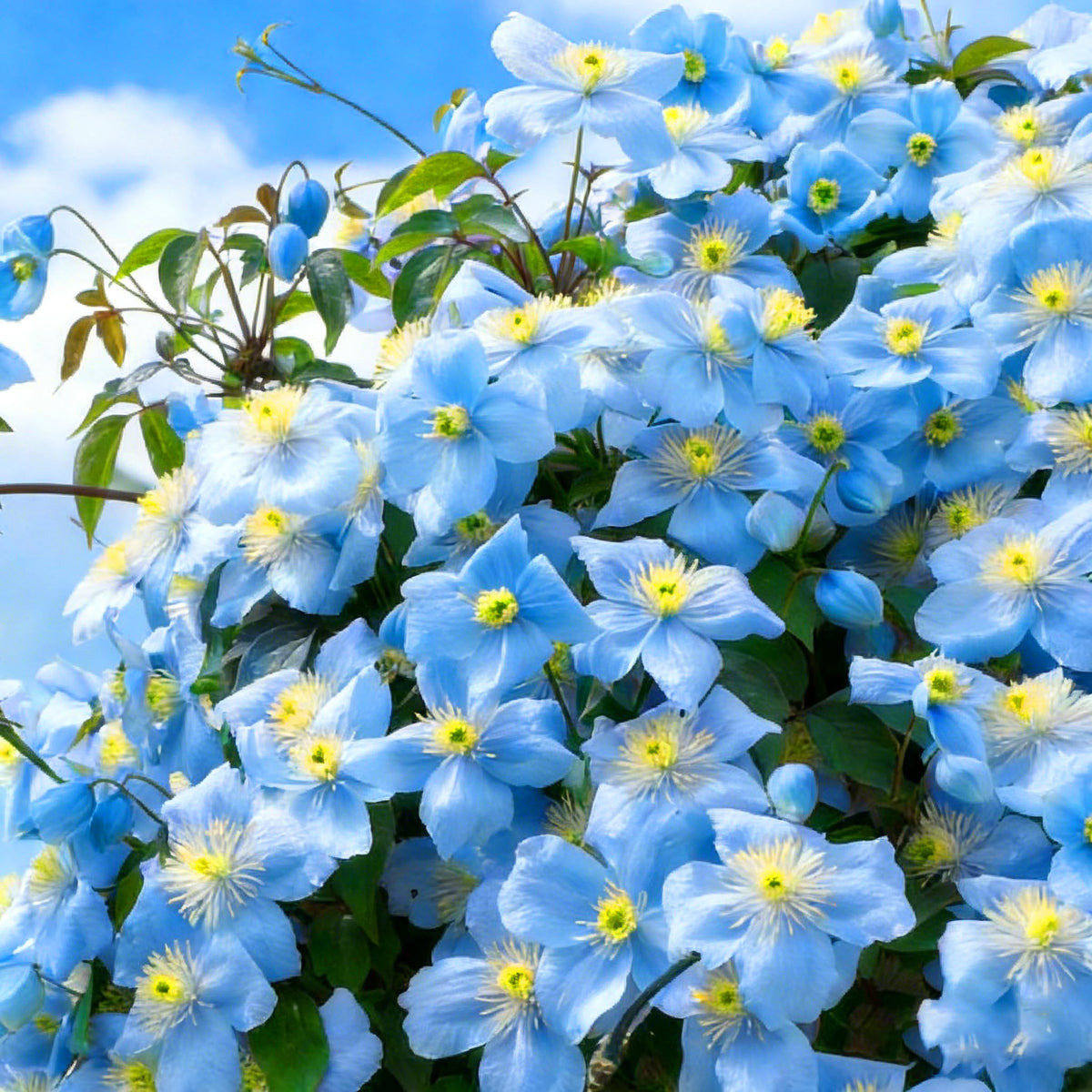 Mixrug closeup clematis petals colors offer focal garden accents.