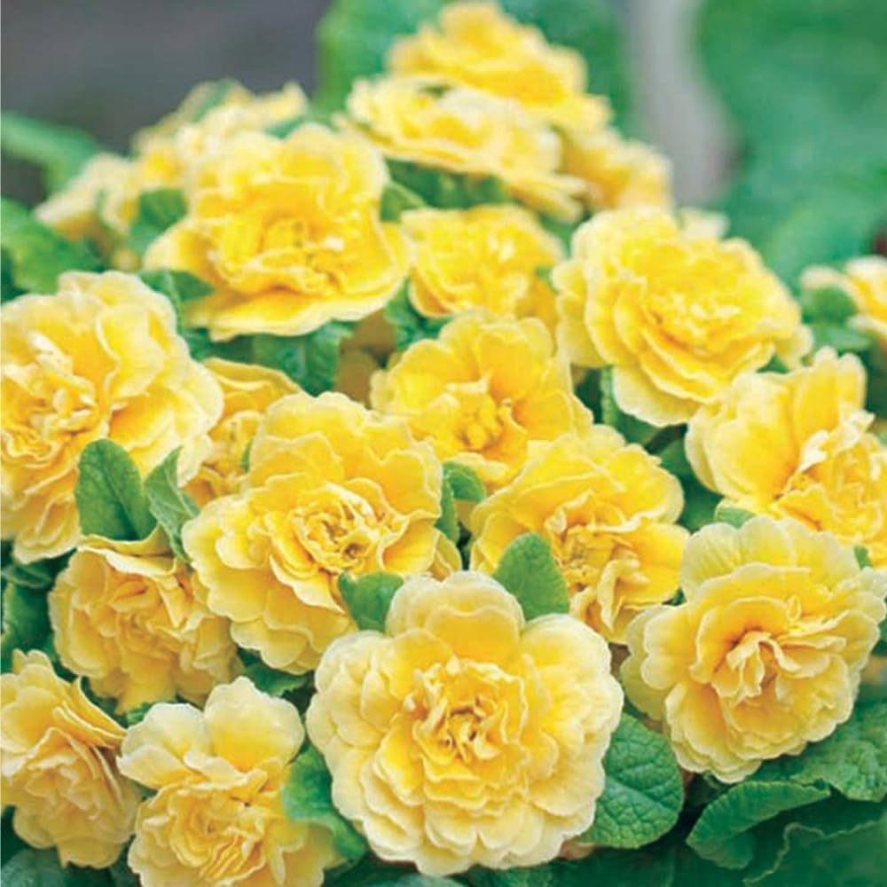 Mixrug primrose seeds demonstrate cold-tolerant blooms in cooler springs