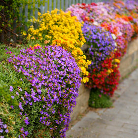 Mixrug colorful lobelia blooms brighten pots and garden beds