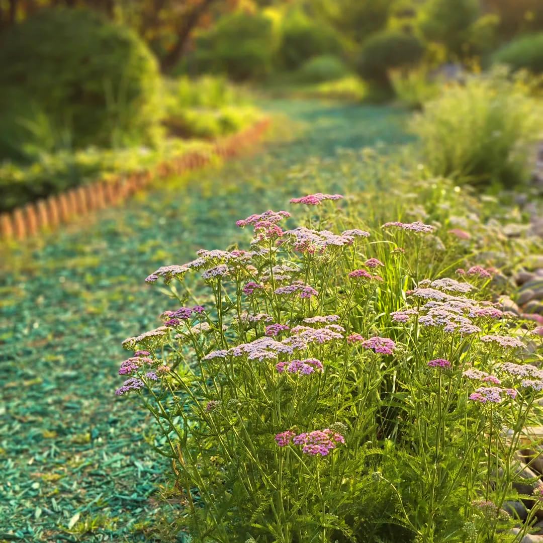 Mixrug colorful yarrow clusters versatile for borders, containers, and meadow plantings.