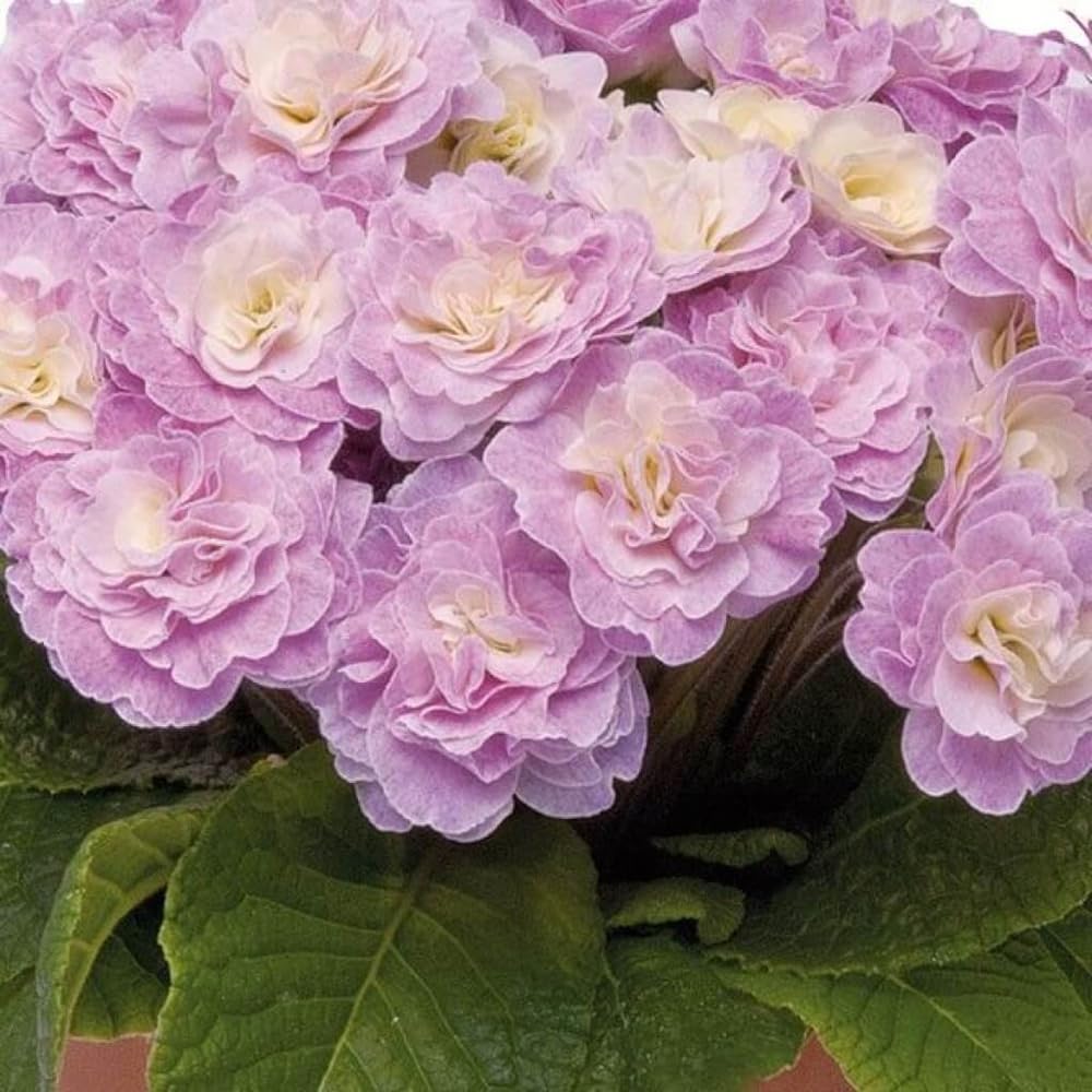 Mixrug compact primrose plants ideal for borders and container plantings