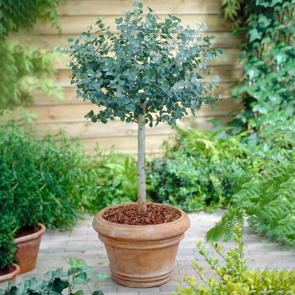 Mixrug compact-dwarf eucalyptus plant ideal for sunny balconies