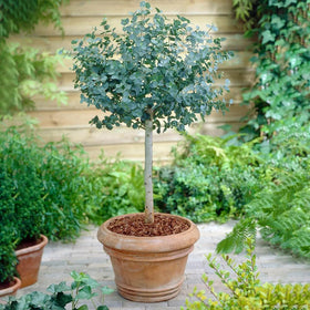 Mixrug compact-dwarf eucalyptus plant ideal for sunny balconies