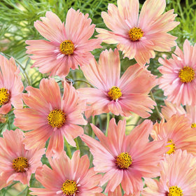 Mixrug container cosmos growth for small-space patios and balconies.