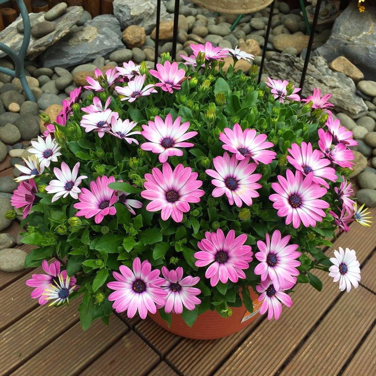 Mixrug Container display idea showing Cape Daisies for patios.