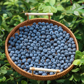 Mixrug container garden blueberries thrive in compact balcony setups for fresh fruit.