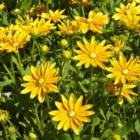 Mixrug easy-sowing seeds thrive in full sun and well-drained soil.