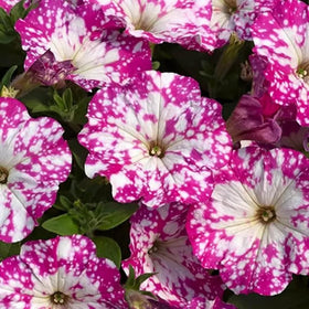 Mixrug container garden setup featuring petunia seeds on patios and decks