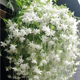 Mixrug container and hanging-basket display brings fragrant climbers to small spaces.