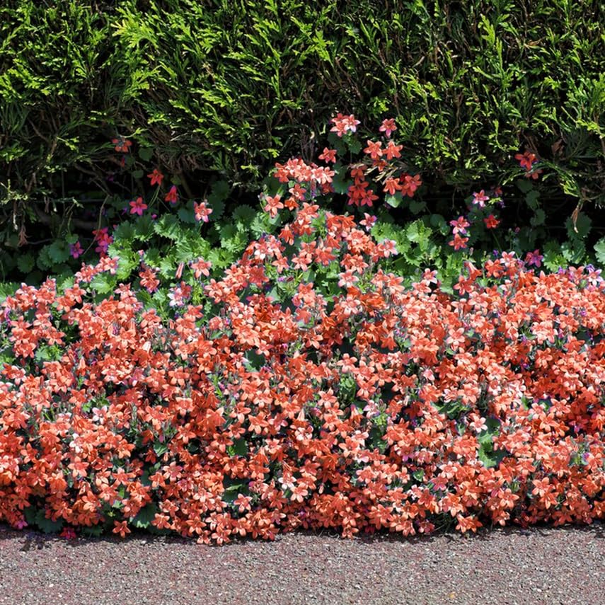 Mixrug cool-season lobelia thrives in shade and partial sun