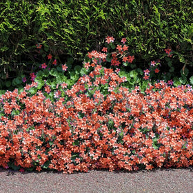 Mixrug cool-season lobelia thrives in shade and partial sun