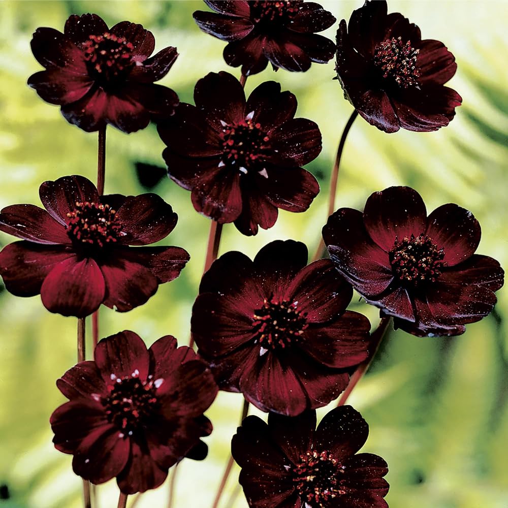 Mixrug cosmos atrosanguineus flowering—create a fragrant focal point in sunny beds