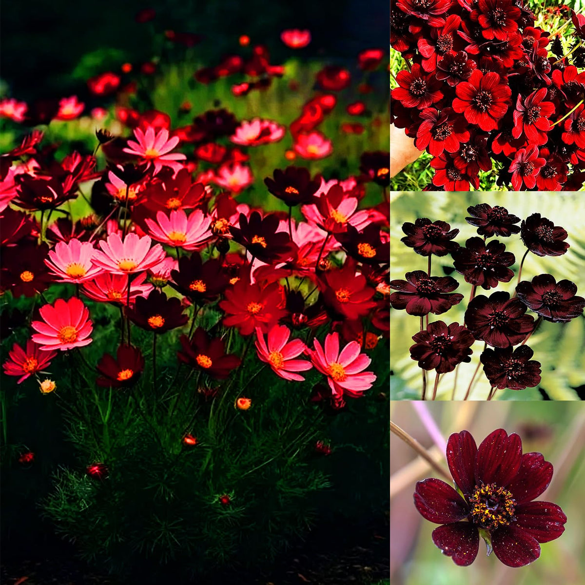 Mixrug cosmos atrosanguineus seeds pack—promising abundant fragrant blooms for vibrant borders