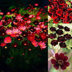 Mixrug cosmos atrosanguineus seeds pack—promising abundant fragrant blooms for vibrant borders