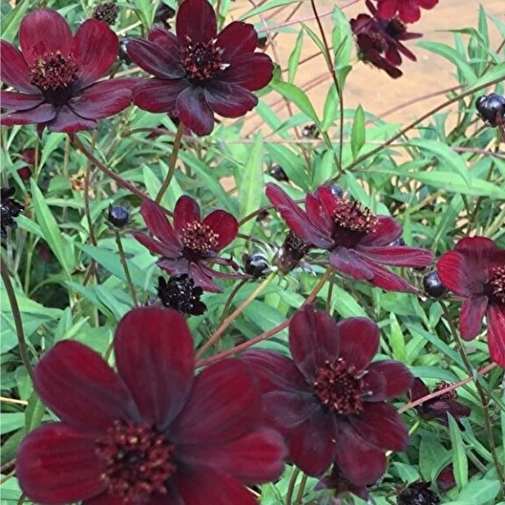 Mixrug rare cosmos—attracts butterflies and provides fragrant cut flowers for arrangements
