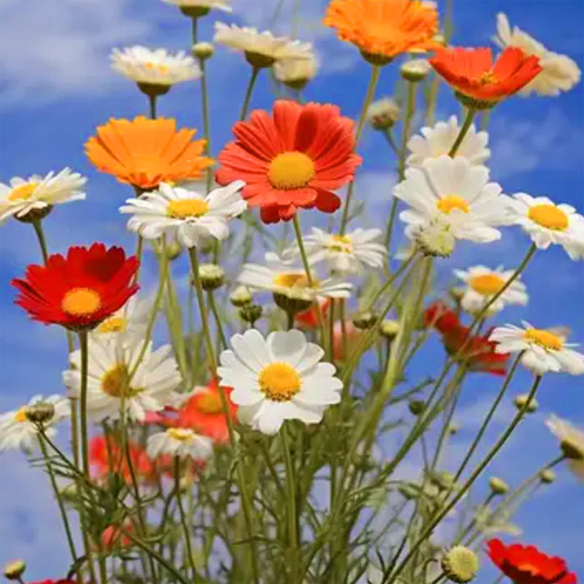 Mixrug cosmos flower bloom closeup captures fragrant blooms for pollinators.