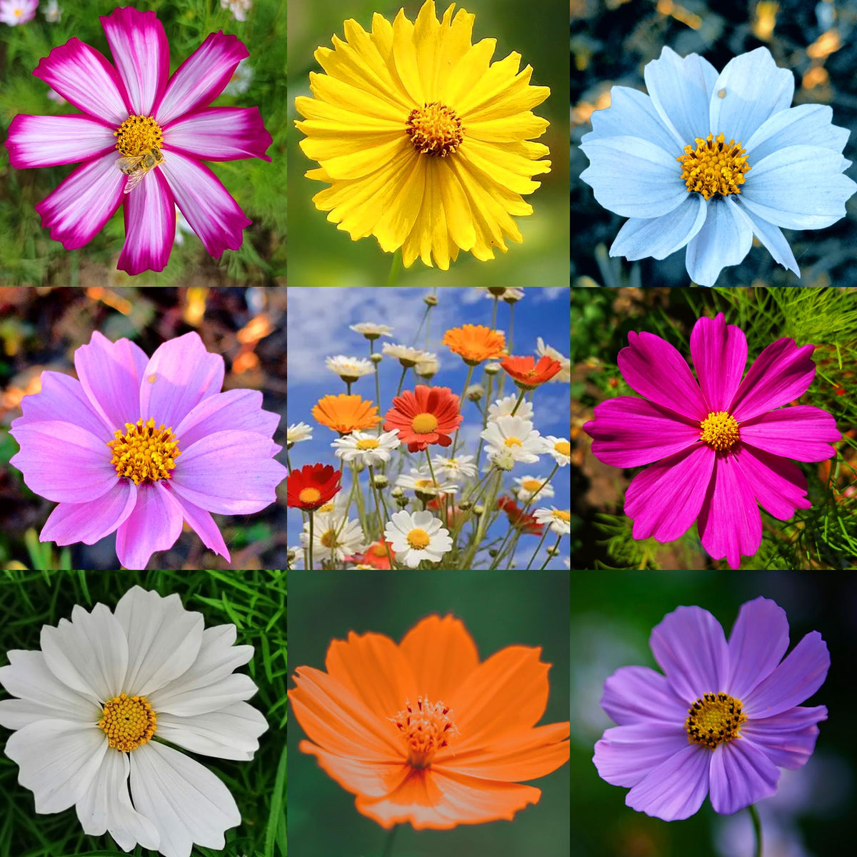 Mixrug cosmos seeds packaging shows variety for easy planting.
