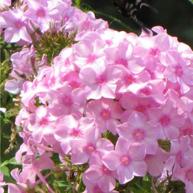 Mixrug creeping phlox ground-cover plant thriving in a sunny bed for year-round color.