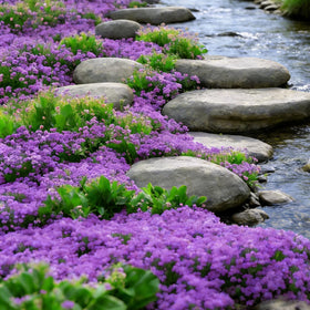 Mixrug Creeping Thyme attracts bees and butterflies in sunny borders.