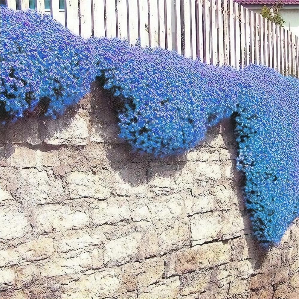 Mixrug creeping thyme dense ground cover mat that suppresses weeds