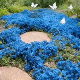 Mixrug Creeping Thyme proves drought-tolerant once established.