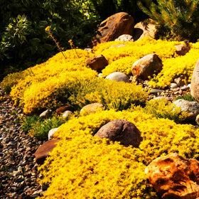 Mixrug creeping thyme drought-tolerant perennial thriving with minimal watering