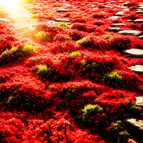 Mixrug creeping thyme flowers carpet with lavender-blue blooms
