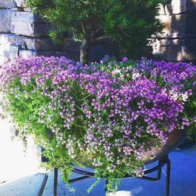 Mixrug Creeping Thyme thrives in full sun to semi-shade environments.