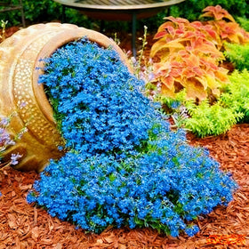 Mixrug creeping thyme low-growing 2-3 inch height for borders and paths