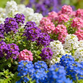 Mixrug Creeping Thyme purple blooms close-up highlights fragrant, long-lasting appeal.
