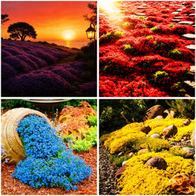 Mixrug creeping thyme seeds packet for expansive ground cover