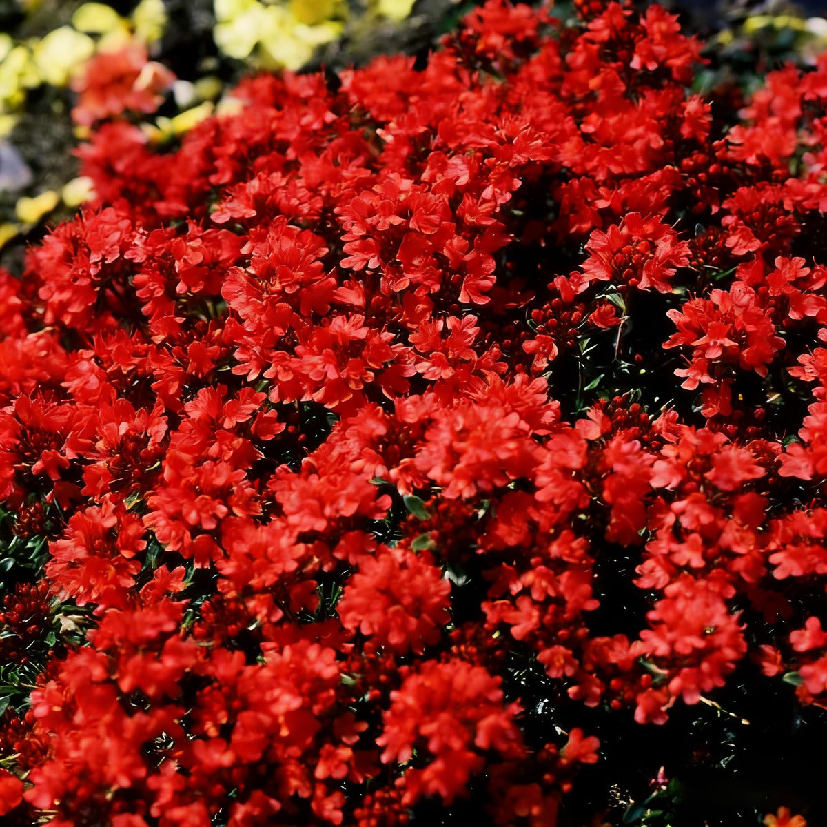 Mixrug Creeping Thyme helps weed suppression in dry landscapes.