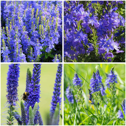 Mixrug creeping Veronica seeds form a dense ground cover that helps suppress weeds.