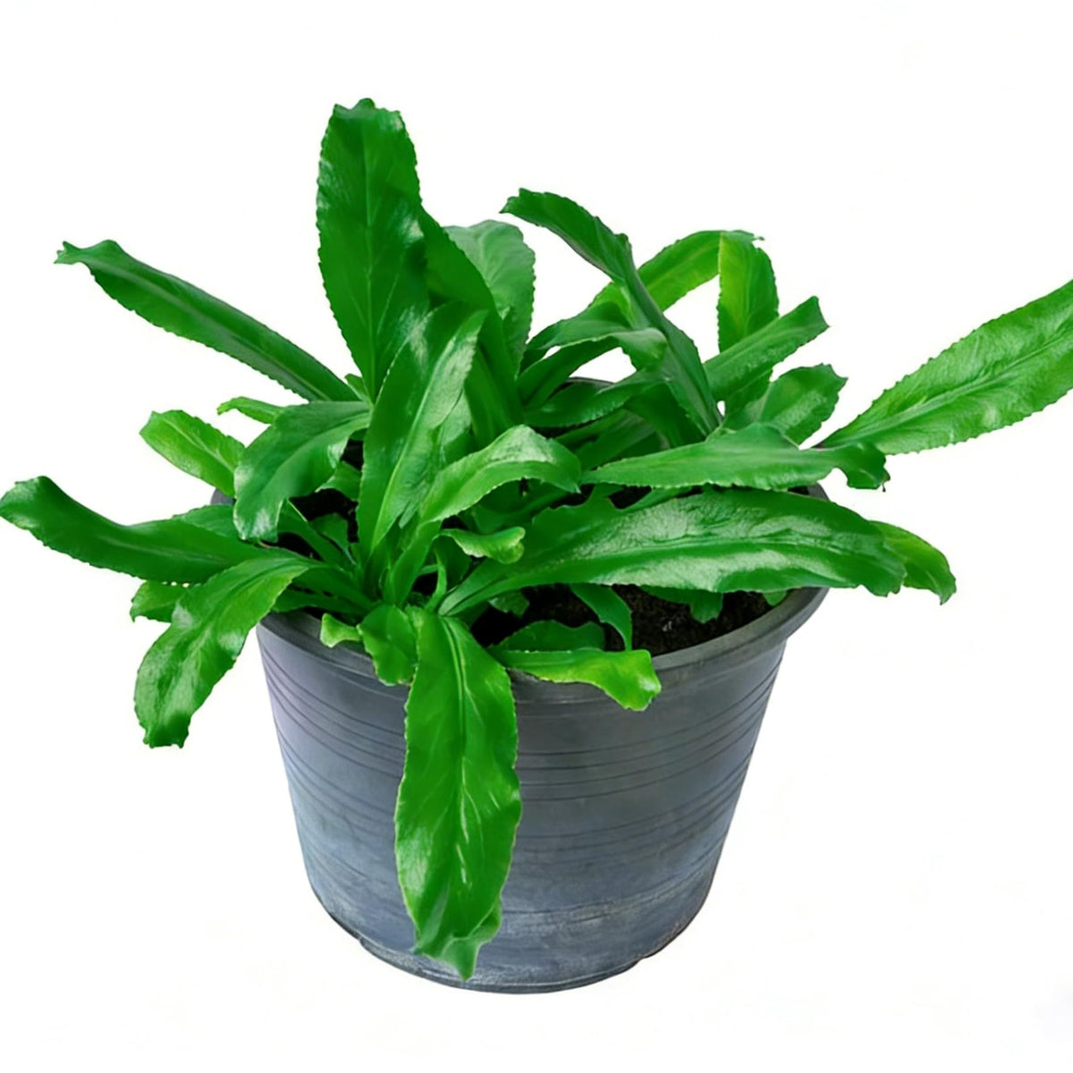 Healthy Mixrug culantro garden bed with robust leaves for fresh herbs